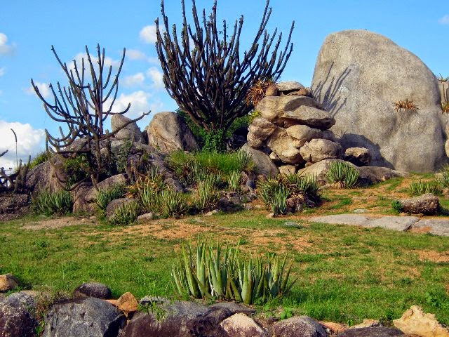 CAATINGA, BIOMA BRASILEIRO
