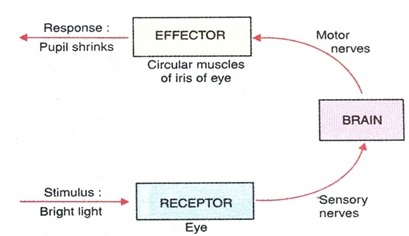 Response of Effector and Receptor - मनुष्यों में नियंत्रण और समन्वय