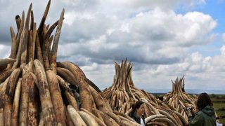 Kenya torches world’s biggest ivory bonfire to save elephants