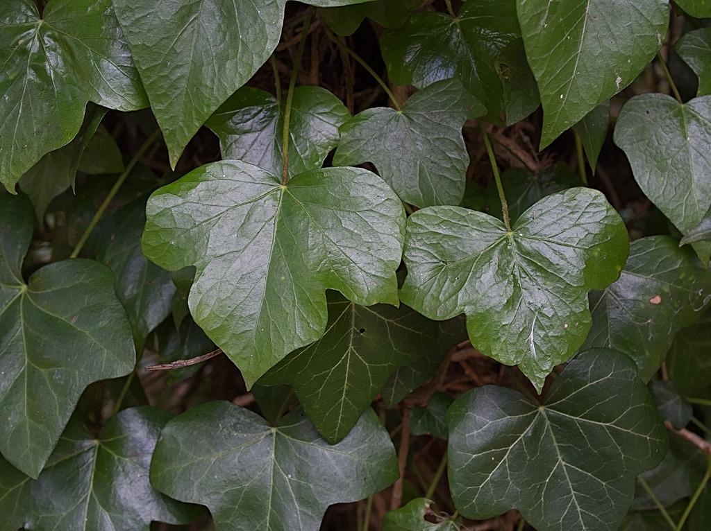 Milton Country Park Through the Year: February 2017