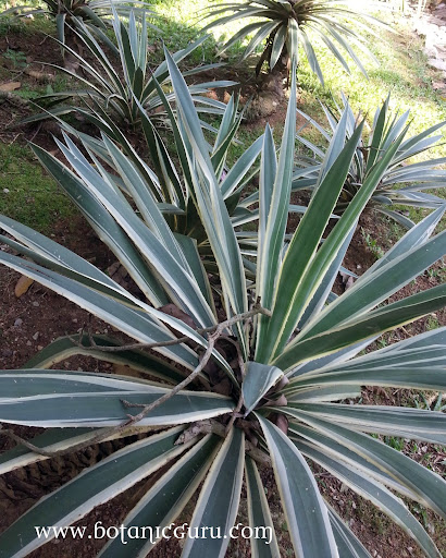 Agave angustifolia, Sword Agave, Century Plant
