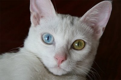 Blue-Green Eyed Cat | Animals Library