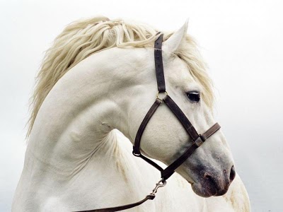 تفسير اللجام في الحلم رباط الحصان في المنام