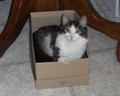 Anakin The Two legged Cat in a shoe box