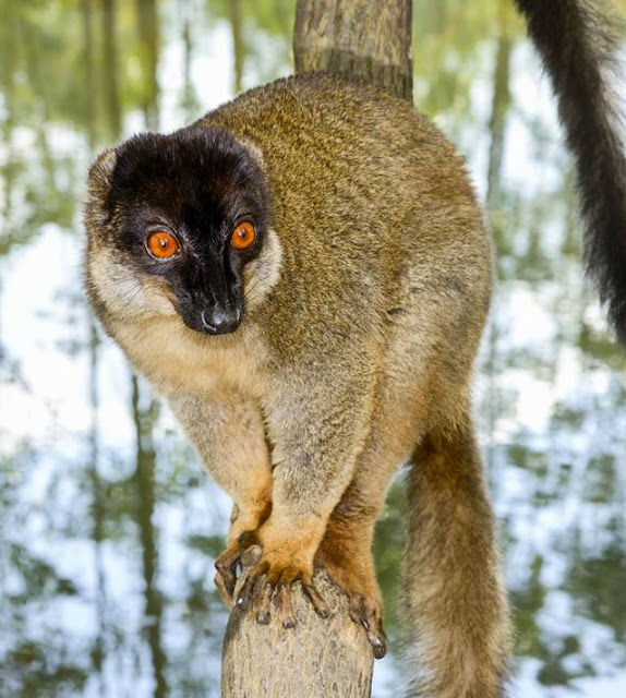 أغرب 10 أنواع من الليمور