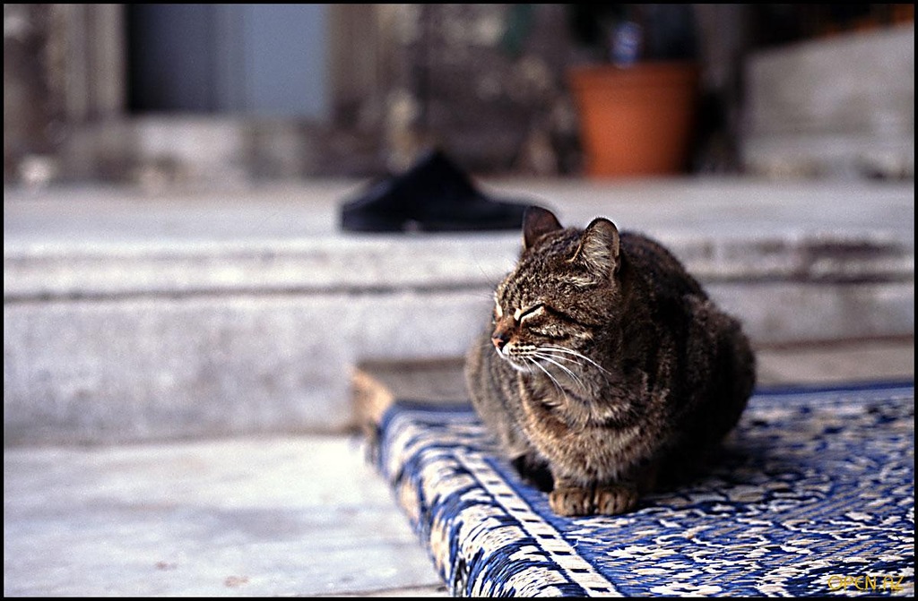 Пророк кошка хадис. Любовь к кошкам в исламе. Пророк кошка хадис. Животные в исламе. Цитаты про кошек в исламе.