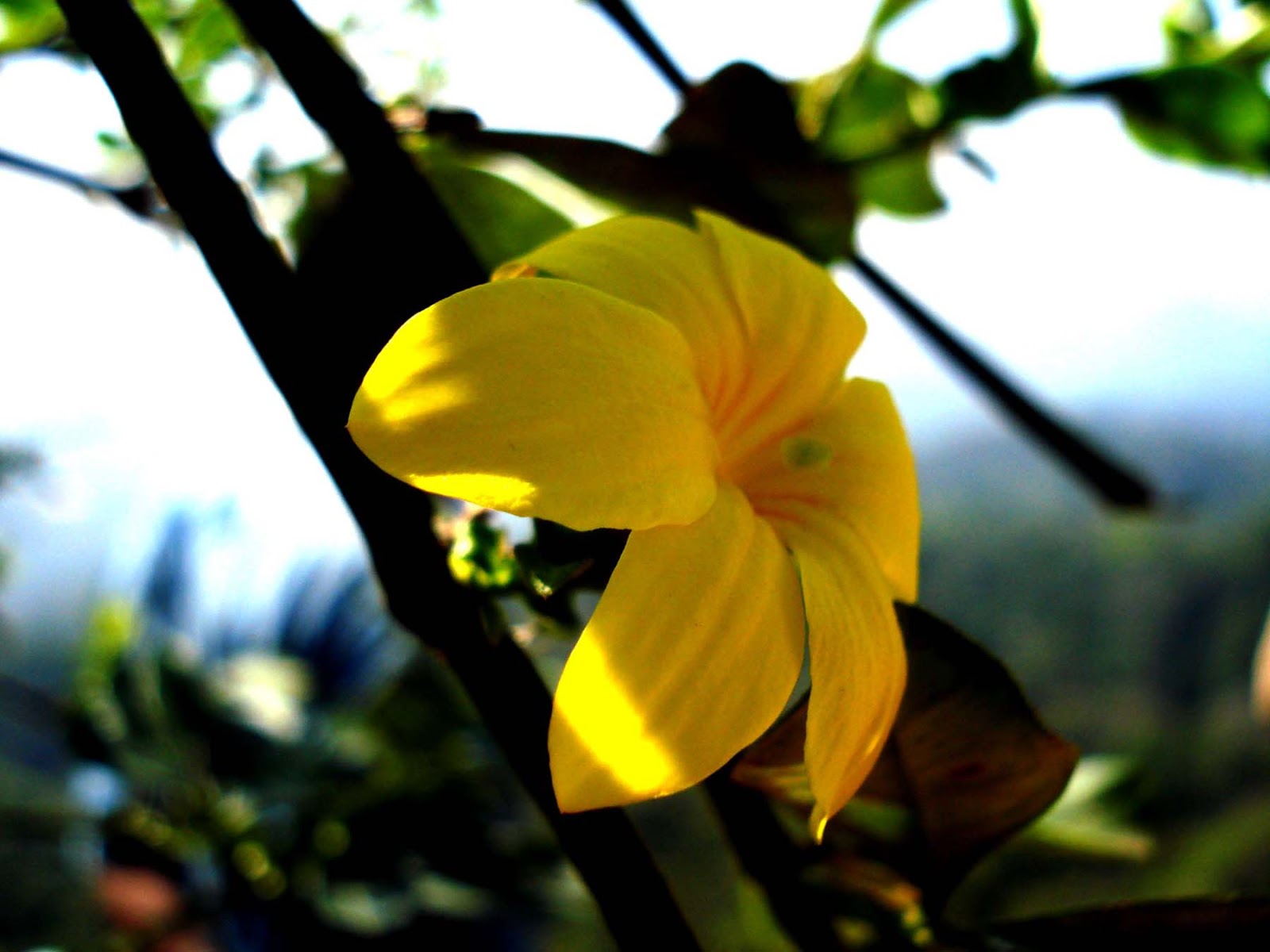 flowers and flowers