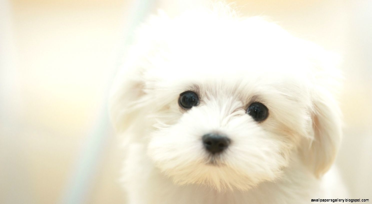 Cute Puppy Wallpaper | Wallpapers Gallery
