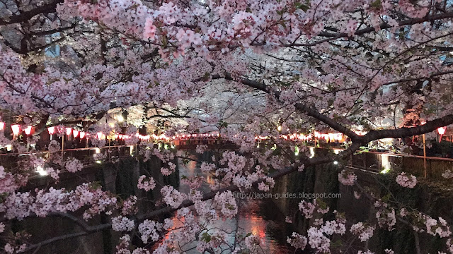 Sakura Tokyo Meguro River Light up