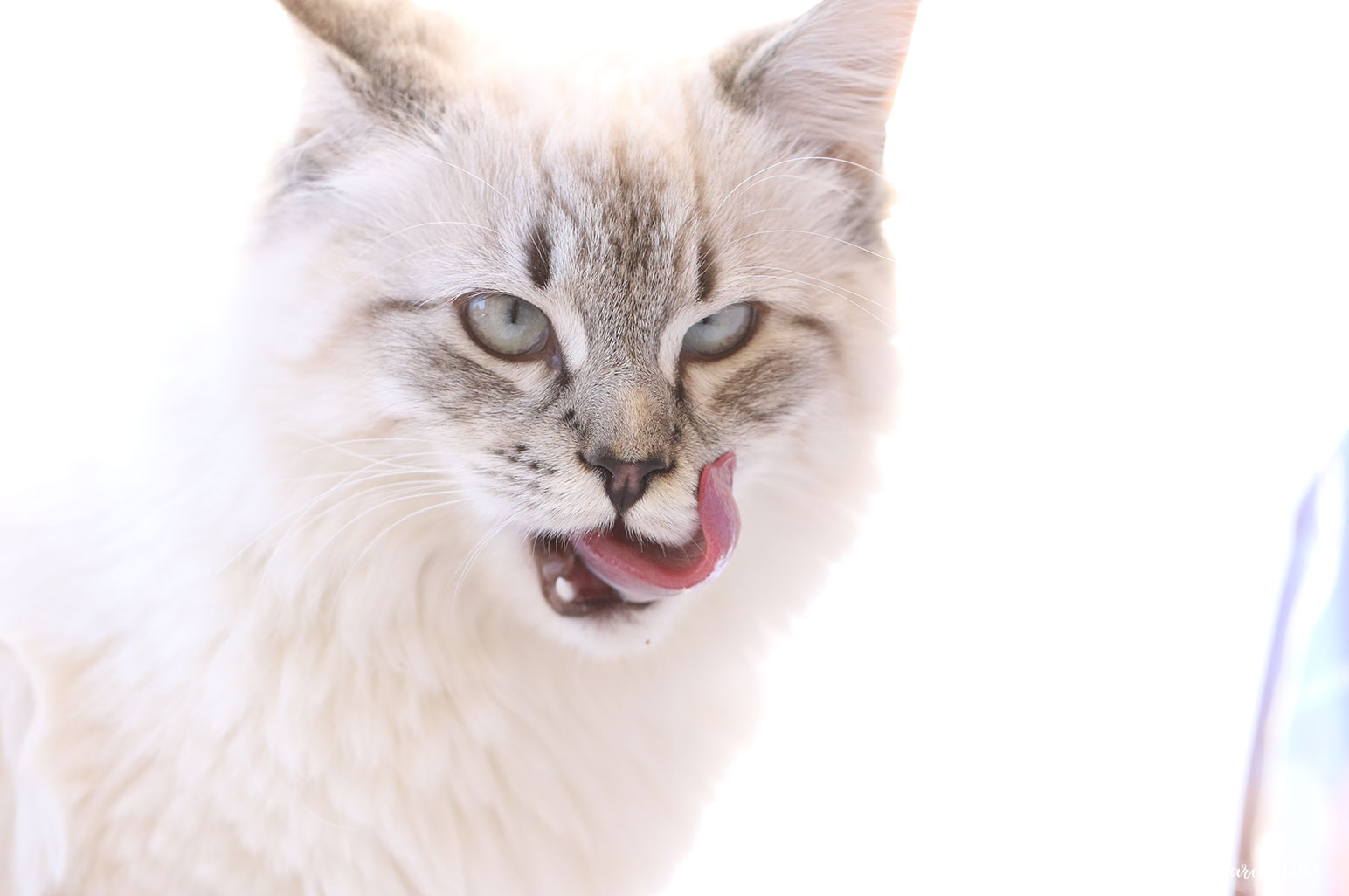 Taking Care of Your Cat’s Digestive Health ~ #SuperFoodSwitch