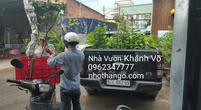 Thú nuôi, cây cảnh:  Gía nho thân gỗ bao nhiêu là phù hợp? Xe%2Bcho%2Bcay%2B2