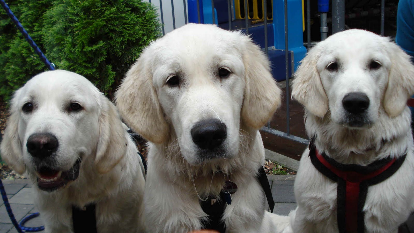 Köpek Resimleri HD Dogs Wallpapers Duvar Kağıtları Kaliteli Resim