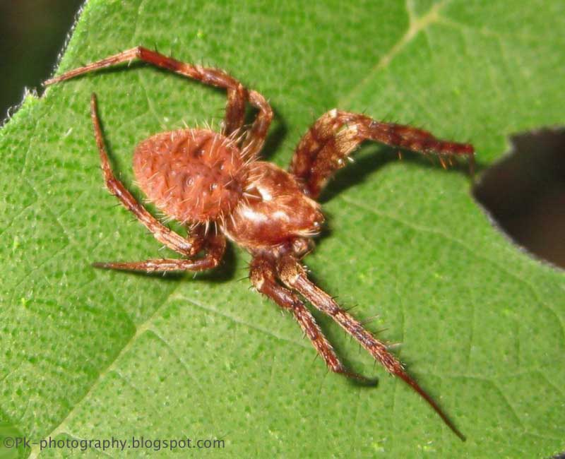 Ghost Spider Neoscona punctigera Nature, Cultural, and Travel