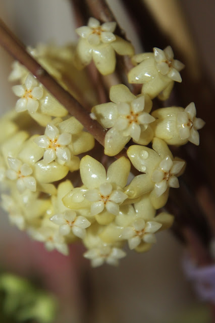 Hoya sp. MT09