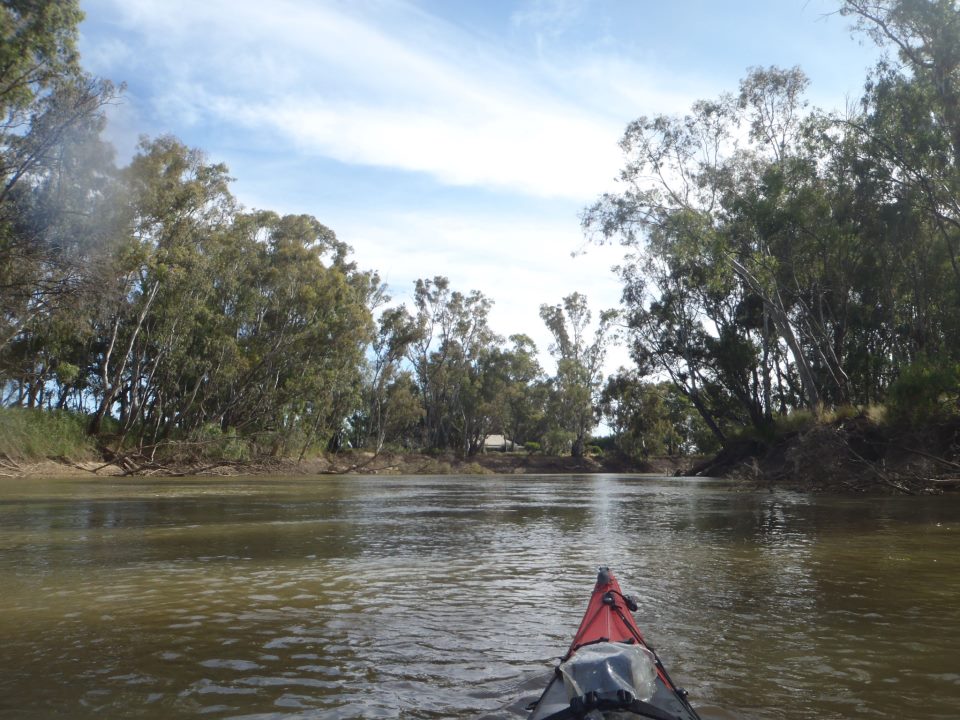 Murray River Kayak. Day 4 1545 to 1489 km to the sea Barham