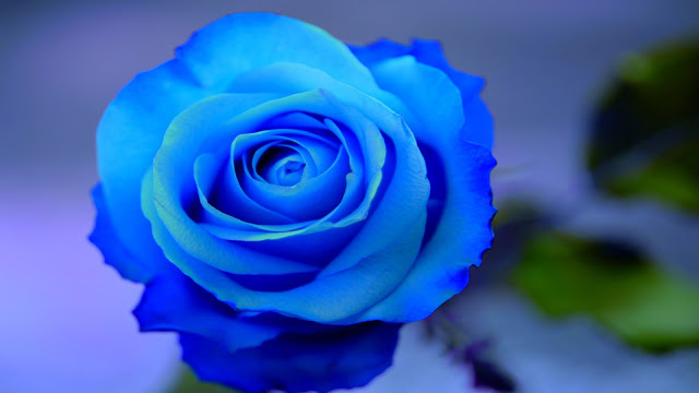 Bông hồng xanh, ảnh bông hoa hồng xanh dương đẹp nhất