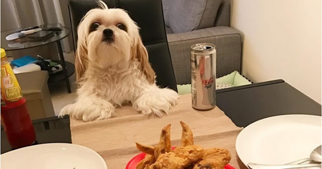 8 alimentos que seu shih tzu NUNCA pode comer