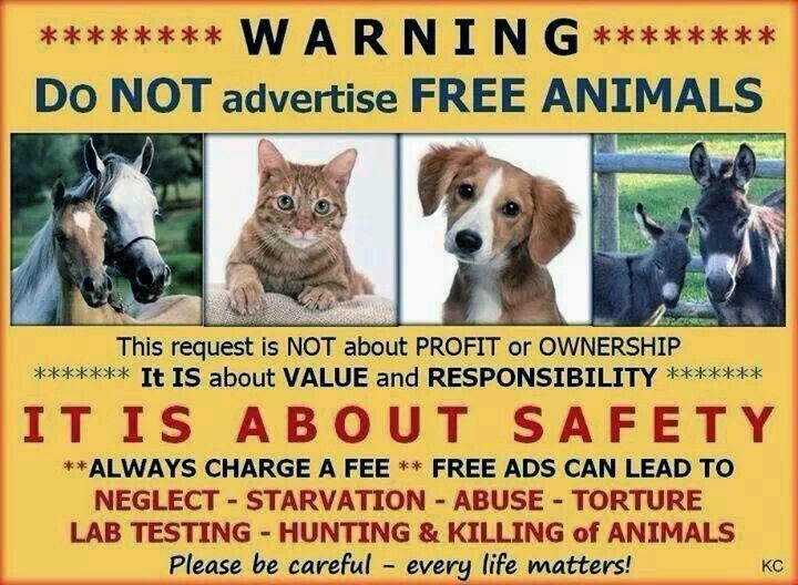 Pets N More 10 Top "Must Know" Tips Before Surrendering Your Pet