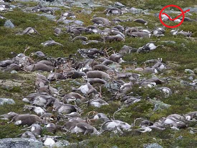 How exactly did 323 Norwegian reindeer electrocuted by lightning in ...