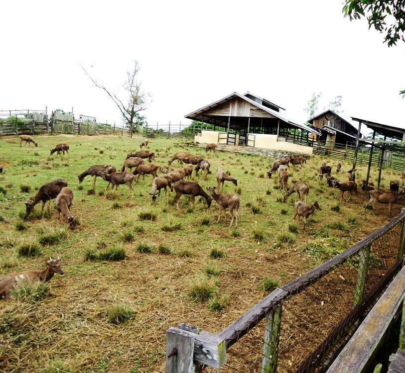 rusa Sambar yang berada di penangkaran rusa Penajam Panser Utara, Kalimantan Timur