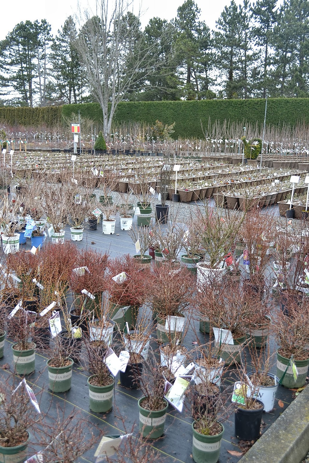 The Outlaw Gardener Stopping by Portland Avenue Nursery