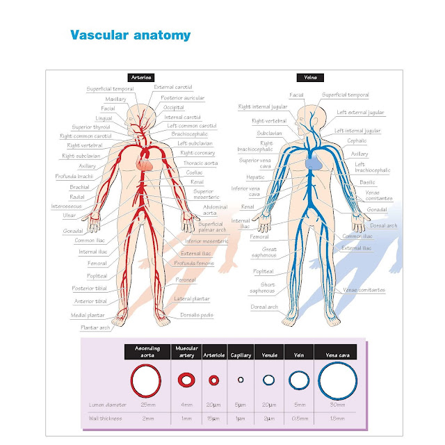 Vascular Anatomy, The systemic circulation, Arteries, Arterial anastomoses, The pulmonary circulation, The lymphatic system, The splanchnic circulation,