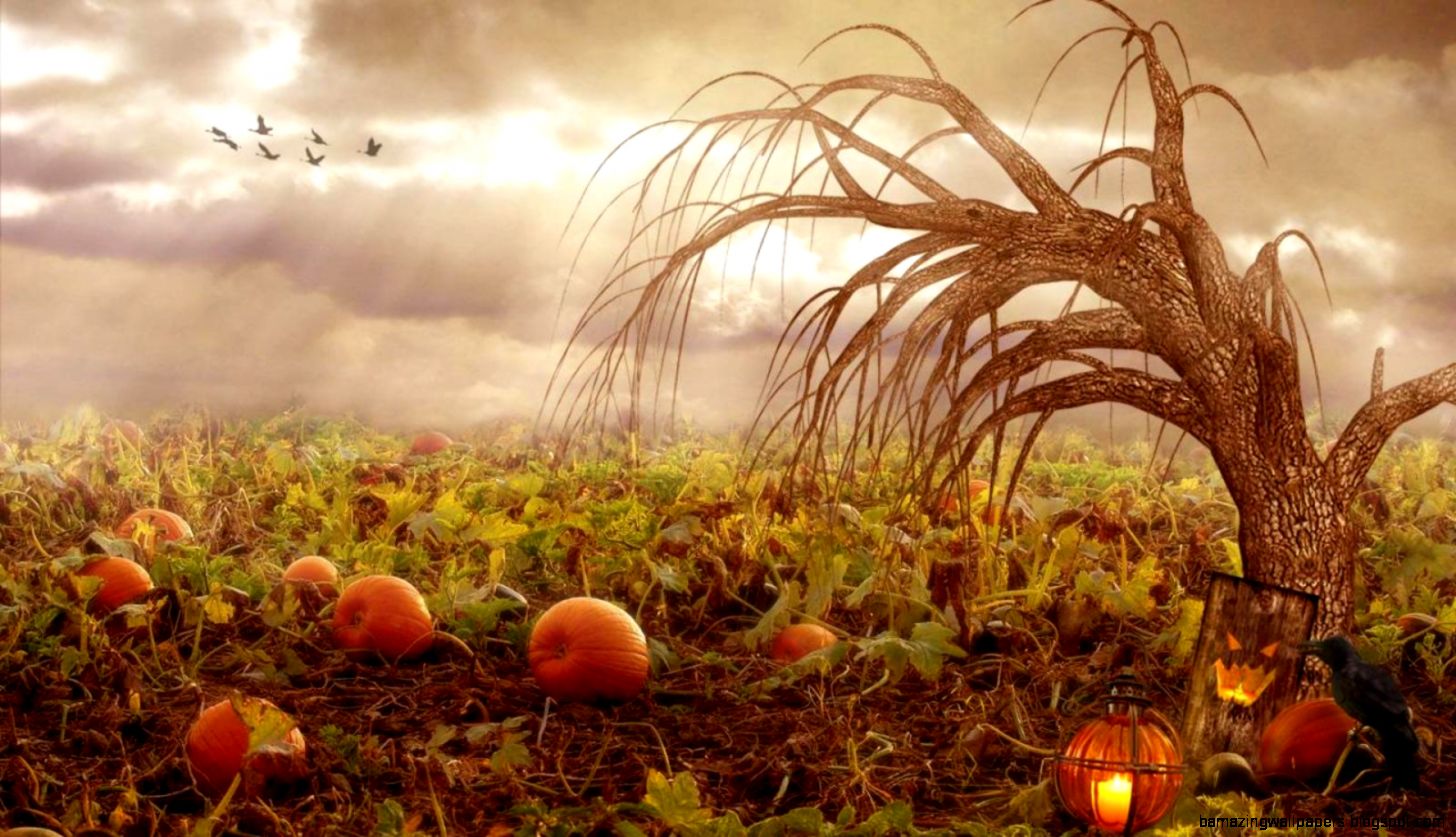 wallpaper field Halloween pumpkin patch sunrays crow eerie