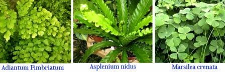 Ciri-Ciri Klasifikasi Tumbuhan Paku (Pteridophyta), fimbriatum, marsilea crenata, Asplenium nidus,