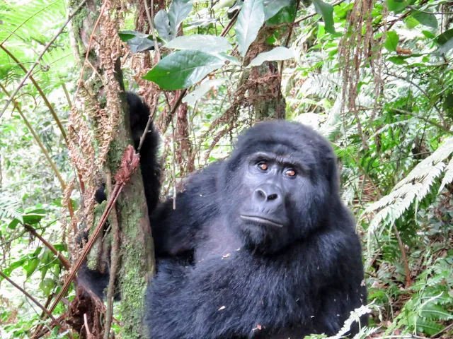 Black back gorilla from the Nkuringo Family in Bwindi National Park