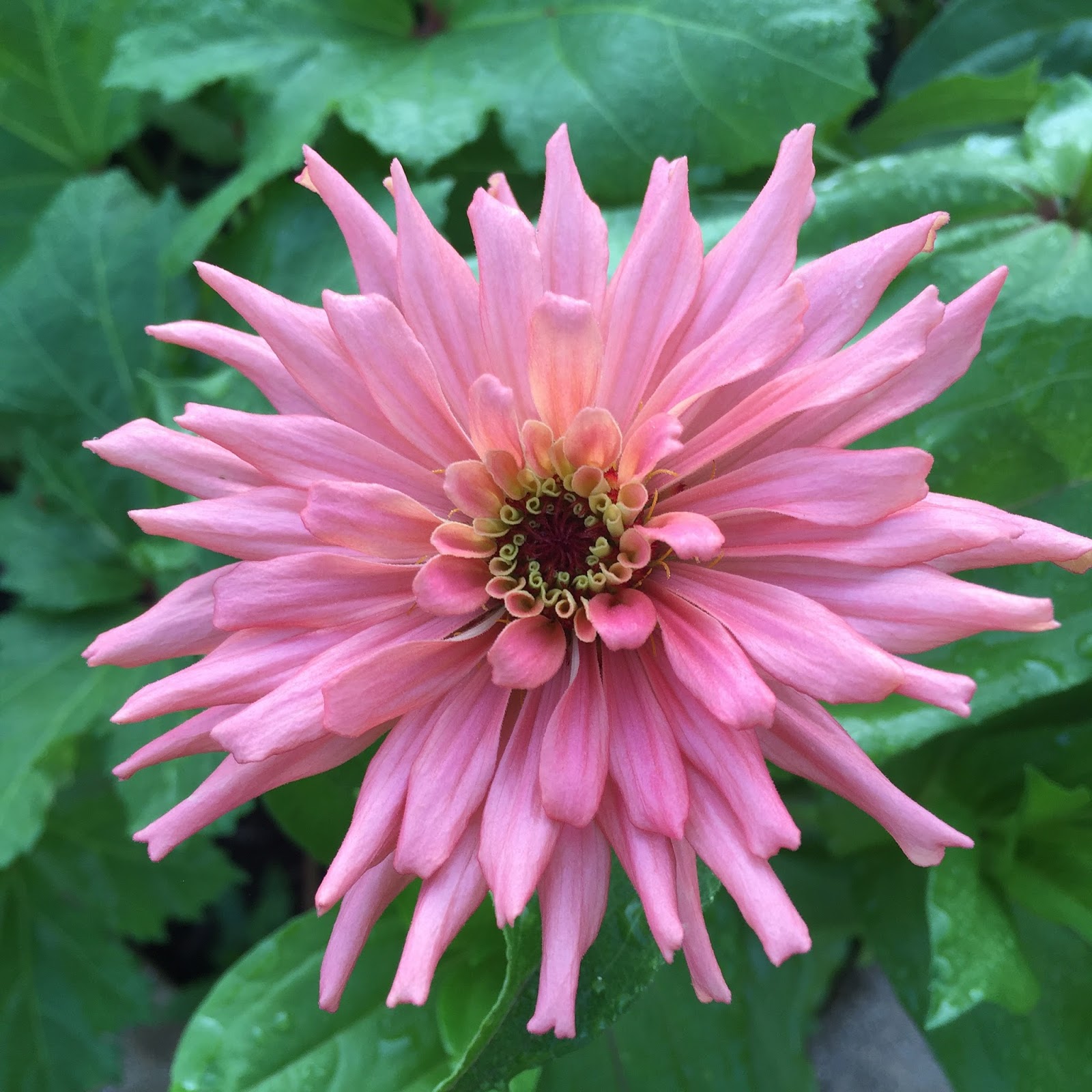 The Summer of Zinnias