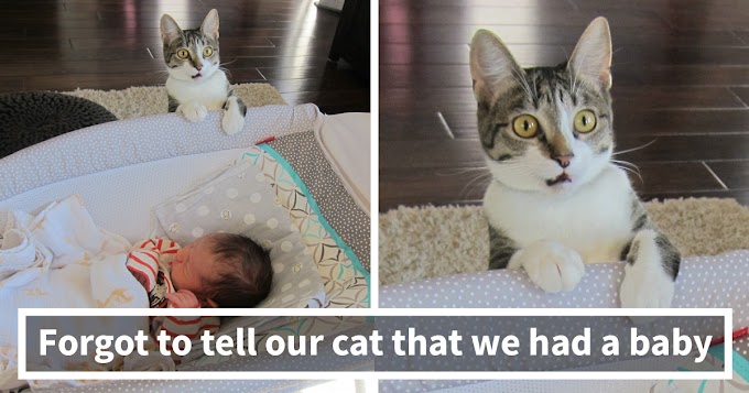 10+ Times Animals Did Things For The First Time, And Had The Funniest Reactions