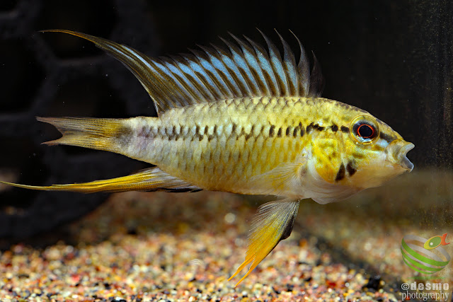 Apistogramma sp. pacman / sp. D12