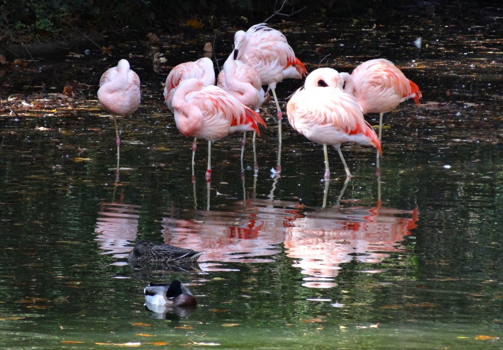 Femme au foyer The best small zoo in America the Greenville Zoo