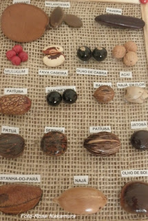 conheça as variedade de sementes da região norte