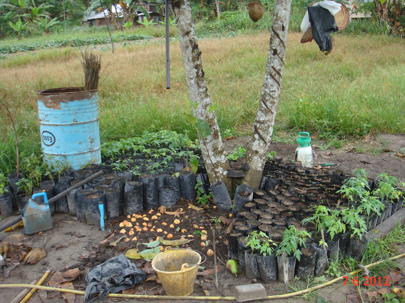 Experimental Farming Papaya Farm