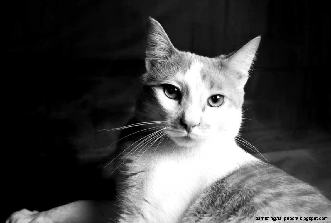 Black And White Cat Photography