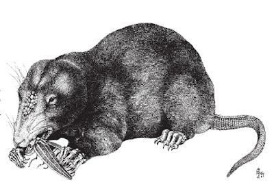 fossil mammals Haldanodon