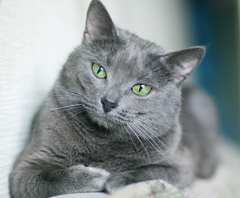 Everything about your Russian Blue Cat E Love Cats