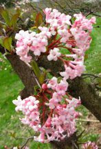 pink bodnant viburnum blooms in Mount Pleasant Cemetery by garden muses: a Toronto gardening blog