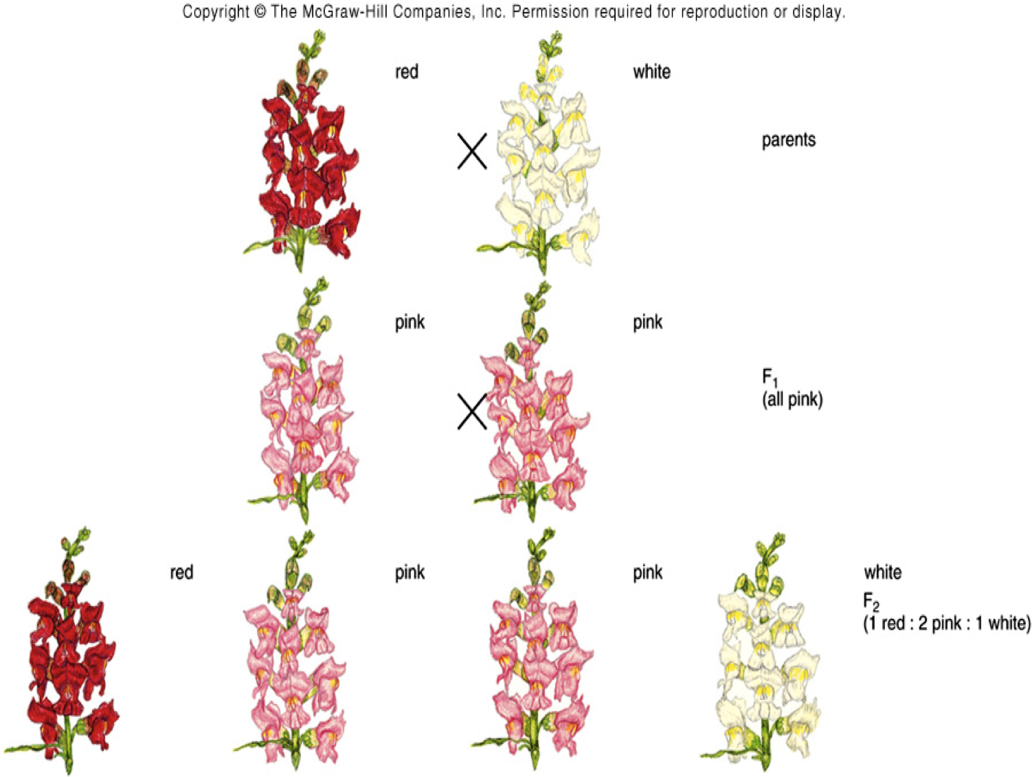 EC Honors Biology Why Babies are born with Blue eyes