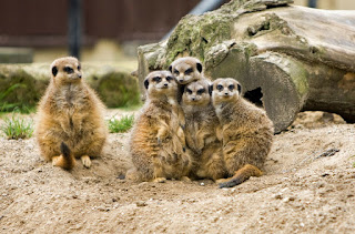 Foto von einer Gruppe Erdmännchen, von denen vier aneinandergekuschelt stehen und eines mit etwas Abstand daneben.