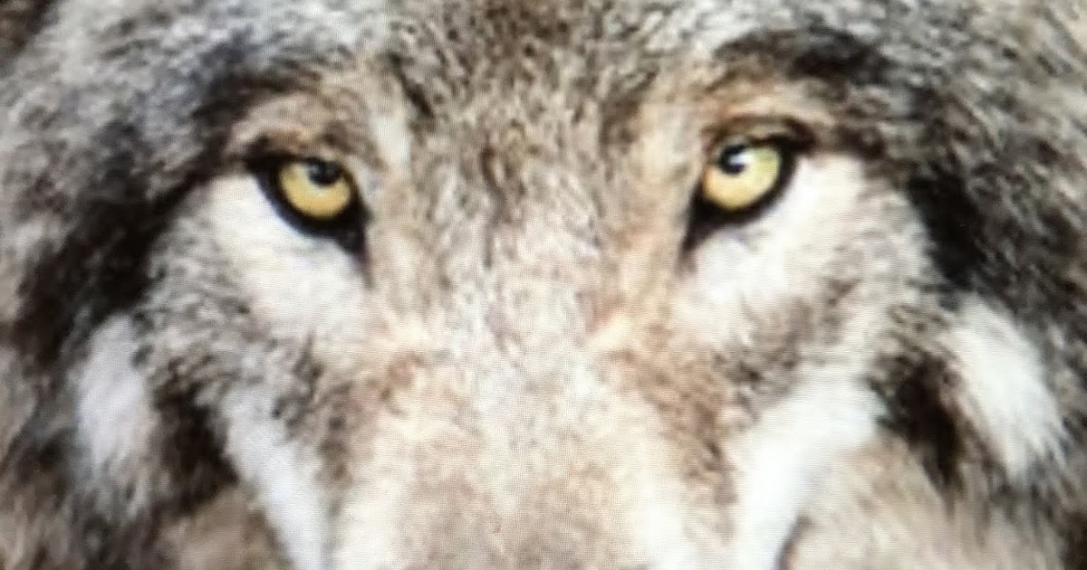 Lost on the Eastern Shore: Great Wolf Resort is Hungry for Perryville