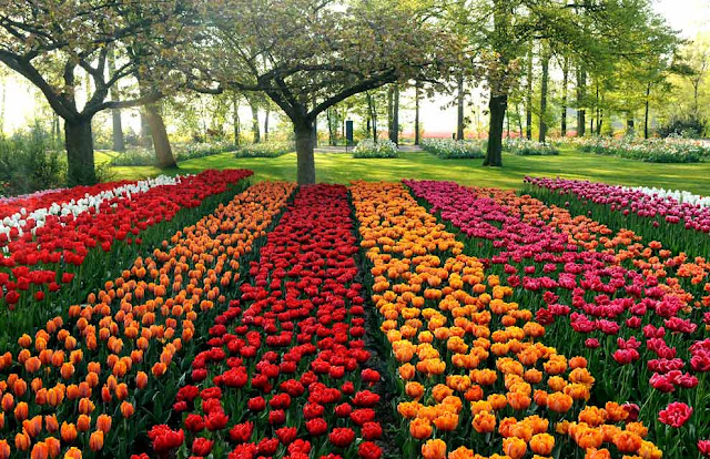 Das coisas que vejo e gosto.: Os Lindos Campos de Tulipas da Holanda.