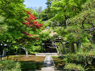 長寿寺の新緑