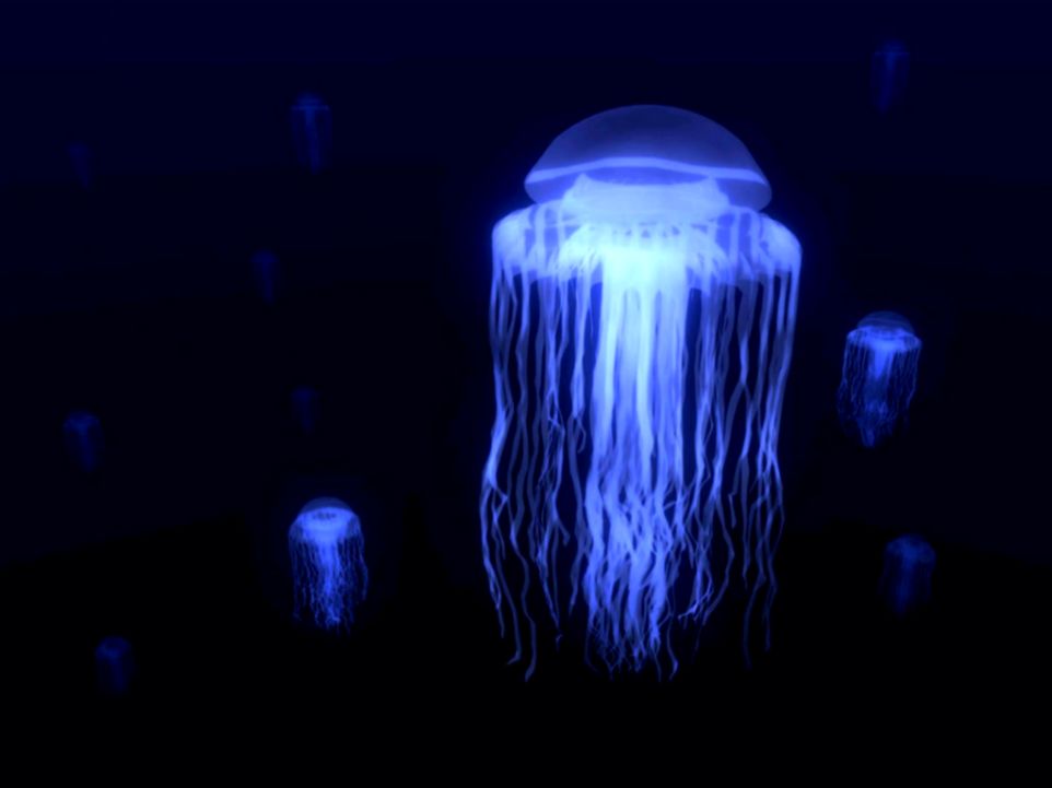 Beautiful Jellyfish