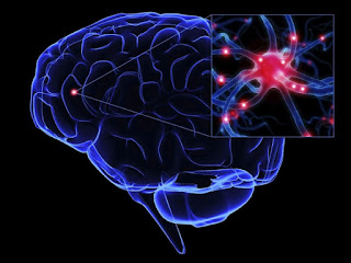 SALUD: El cerebro adulto sí es capaz de producir nuevas neuronas según estudios realizados.