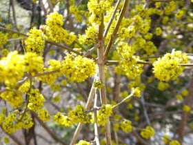 spring yellow cornellian cherry cornus mas blooms by garden muses: a toronto gardening blog