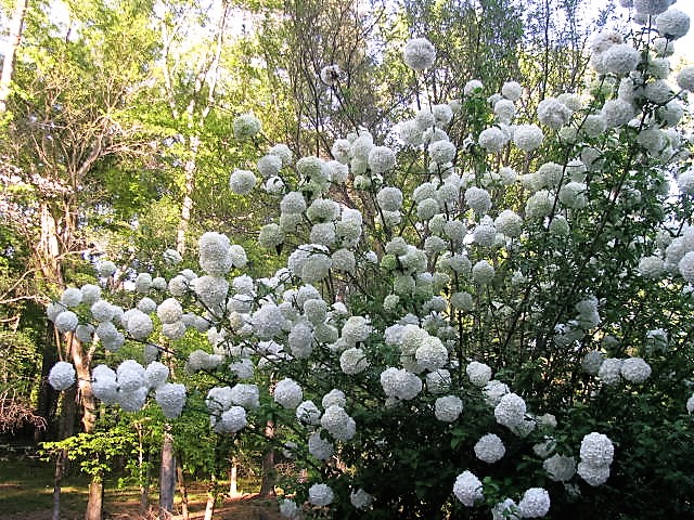 How do you prune a snowball viburnum bush?