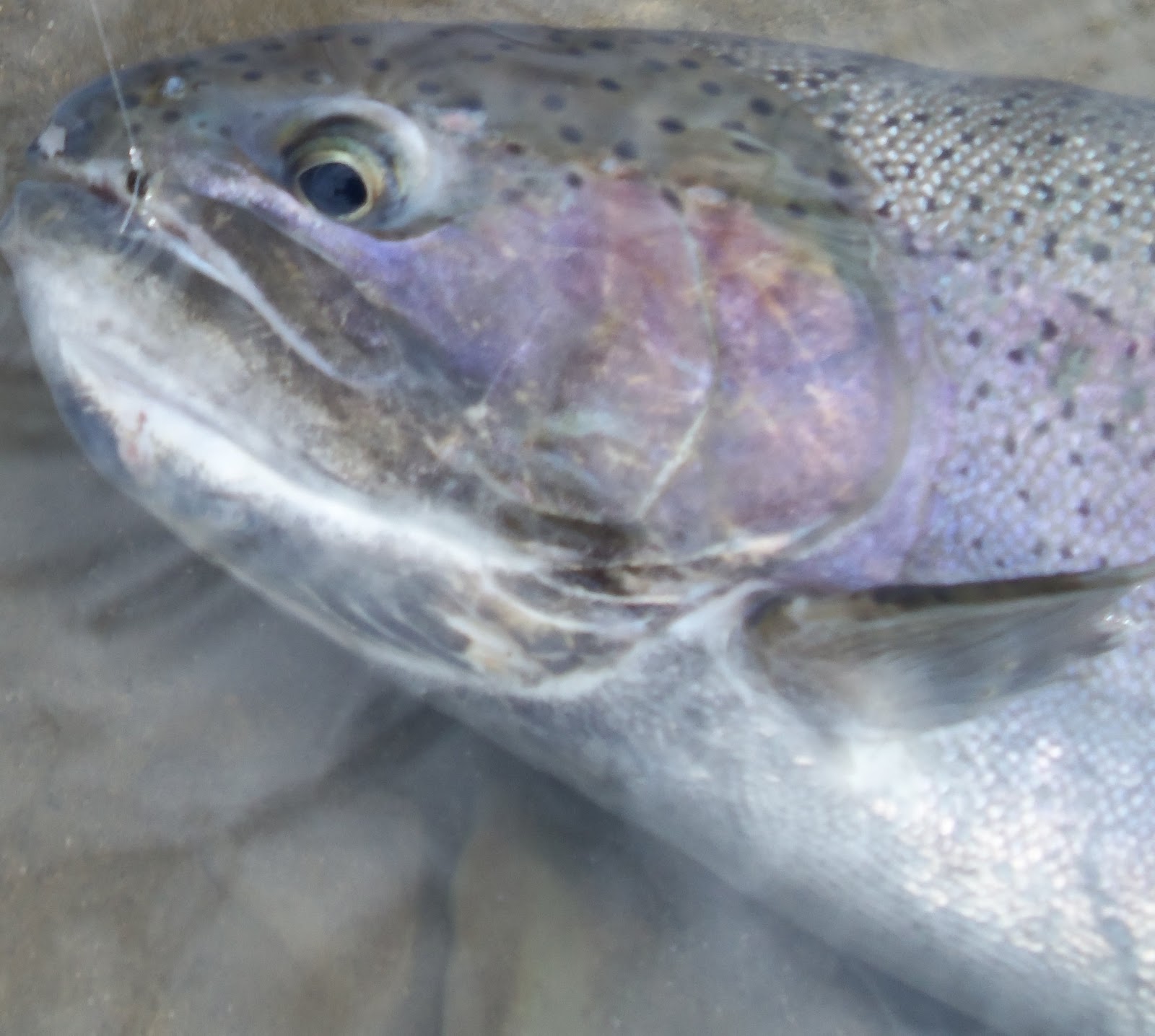 Country Kids on the Fly Fly Tying White Death