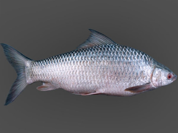 classification of fish